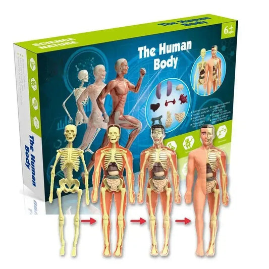 3D Human Body Torso Model for Kid, Anatomy, Skeleton, Removable, Simulation, Organ and Skeleton, Detachable Body Models